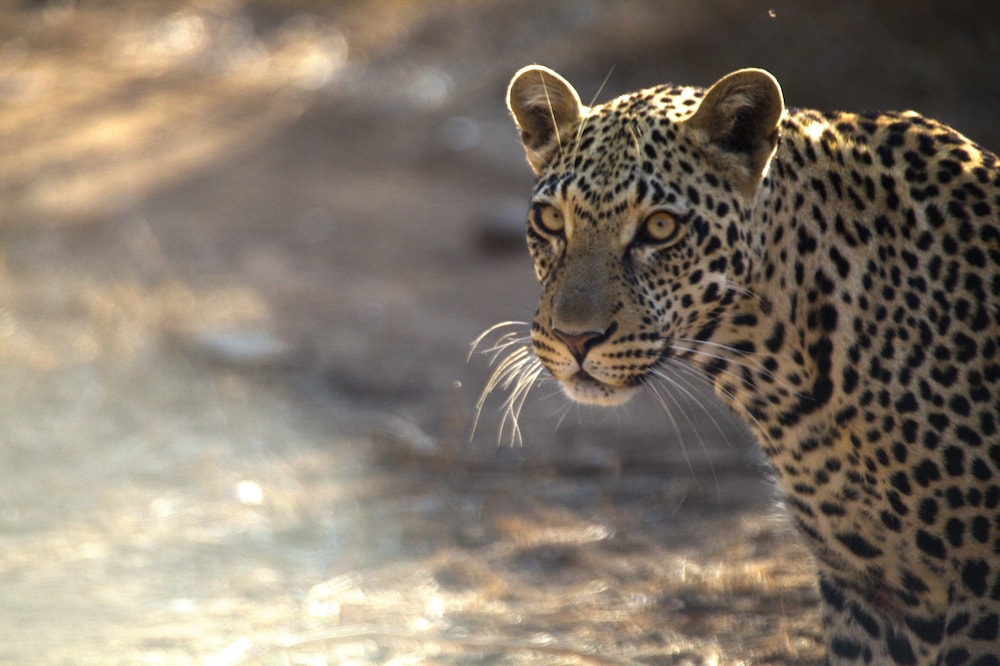 Karongwe - River Safari Lodge