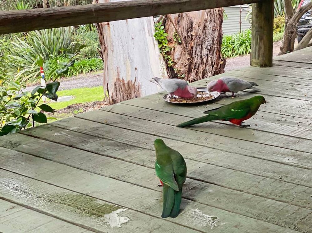 Groovy Log House Lorne Ocean View Log House Pet Friendly Freshly Renovated