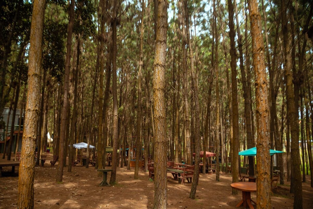 Nyungu Yamawe Forest Park