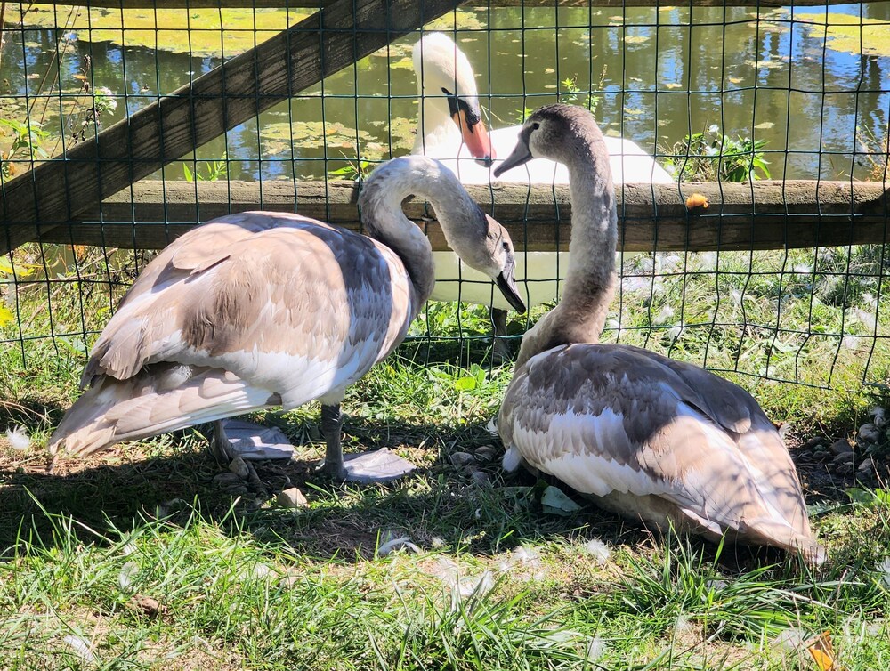 the Premier Apartment at Sanctuary of the Swan Wellness Hotel Swan Rescue Farm view 5
