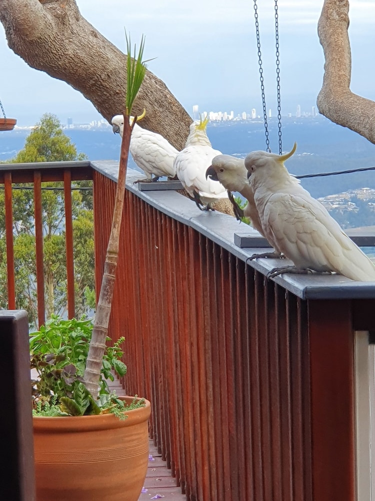 Tamborine Mountain B&B