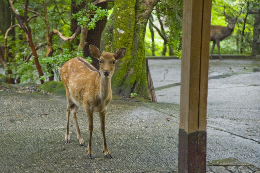 Tsukihitei Ryokan