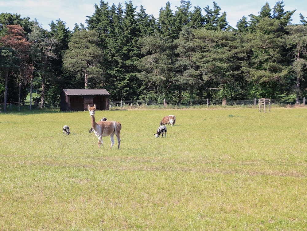 Shorthorn Barn