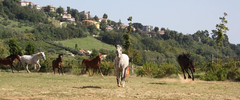 Agriturismo Vecchia Monta