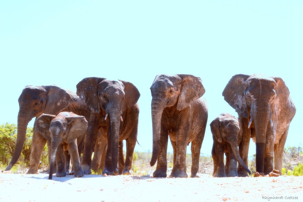Elephants Lodge - Bellevue Forest Reserve