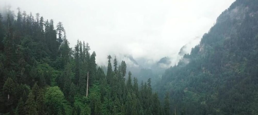Manali Top Inn and Cafe