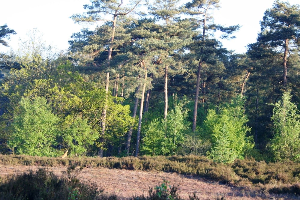Cottage in De Bult in Natural Surroundings