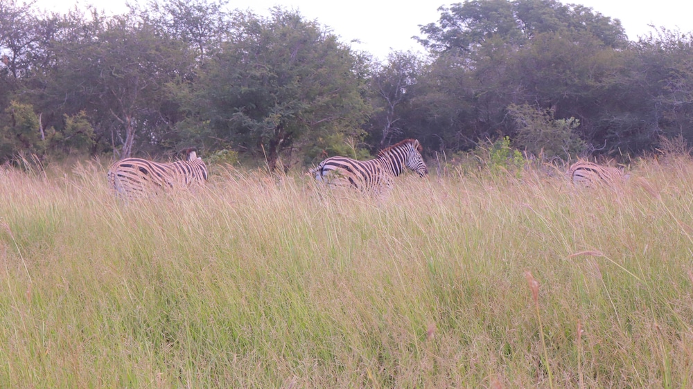 Self Catering Chalets - Manyeleti