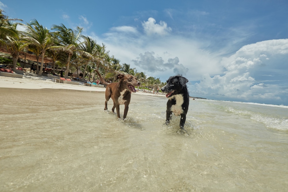 Selina Tulum - Property Image 59