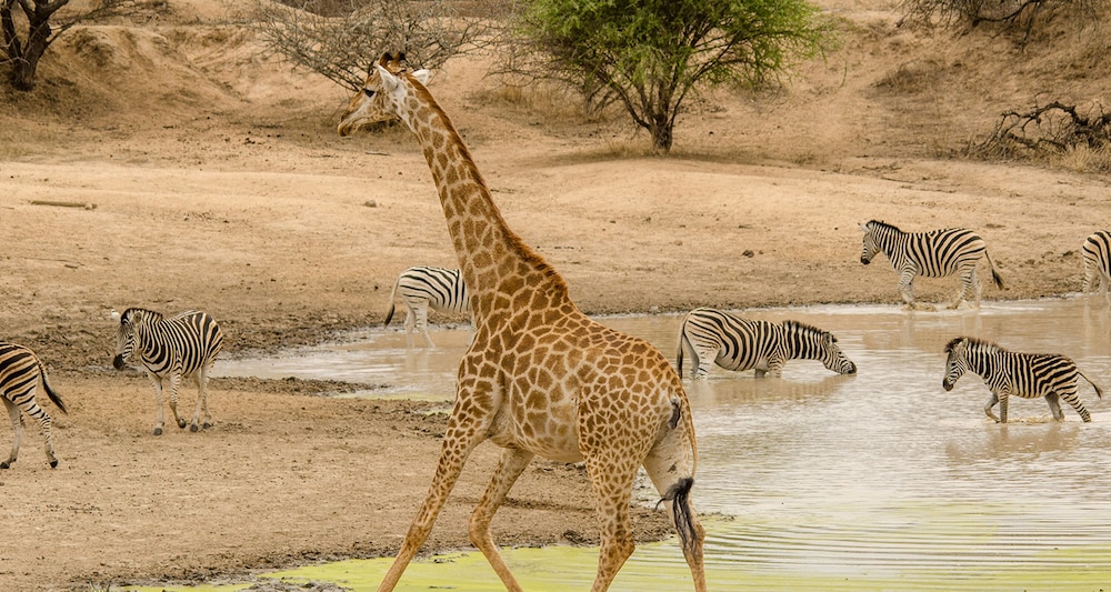Elandela Private Game Reserve & Luxury Lodge