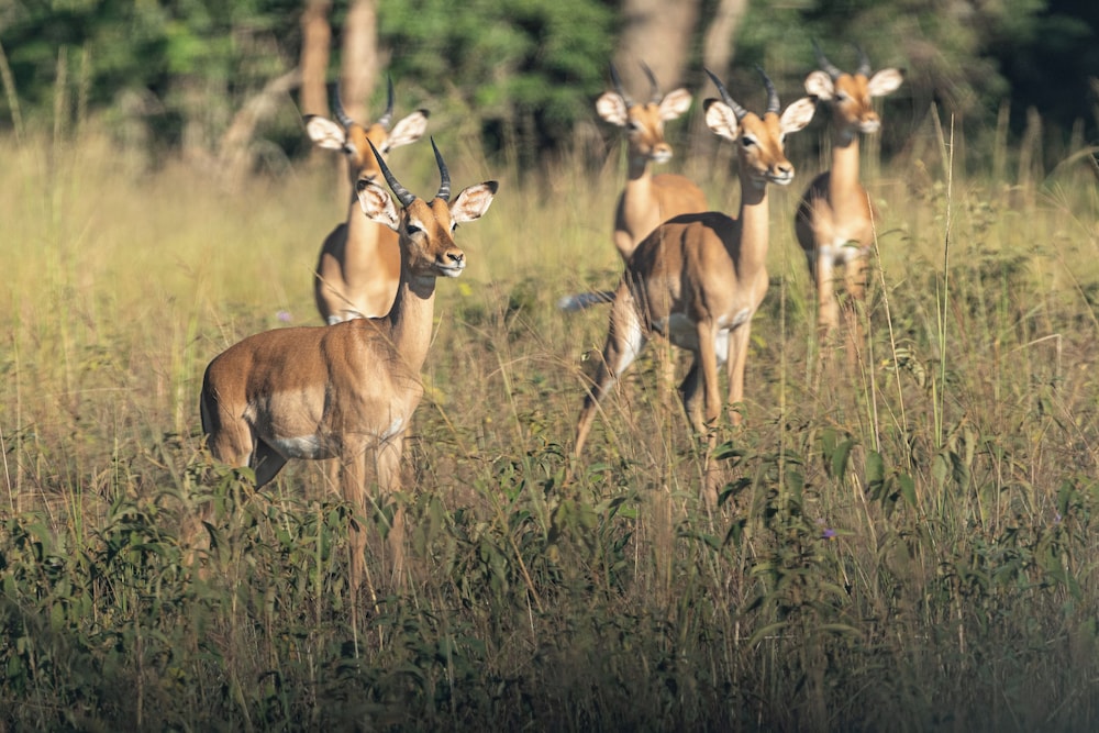 Langani Safari