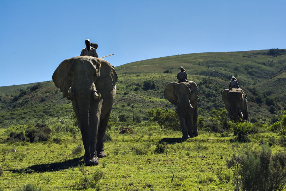 Elephants Lodge - Bellevue Forest Reserve