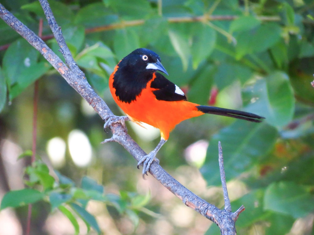 SouthWild Pantanal Lodge