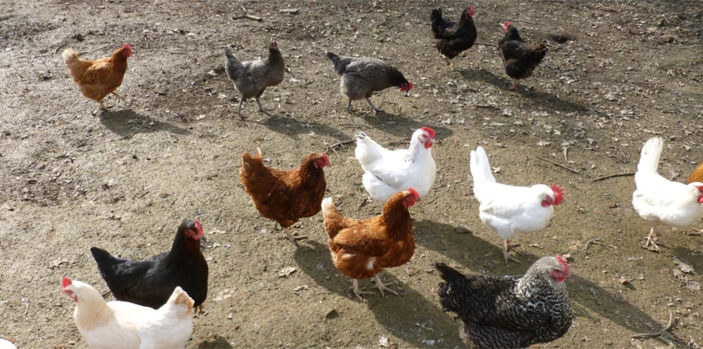 Accessible Friendly Farm Stay