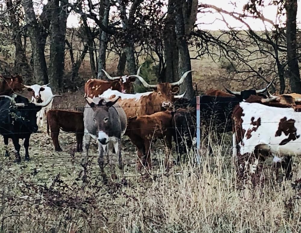 Lawrence Vacations - Circle S Ranch - Property Image 58