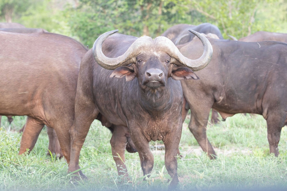 Ximuwu Safari Lodge
