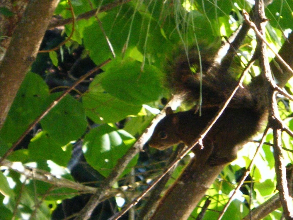 Photo 44