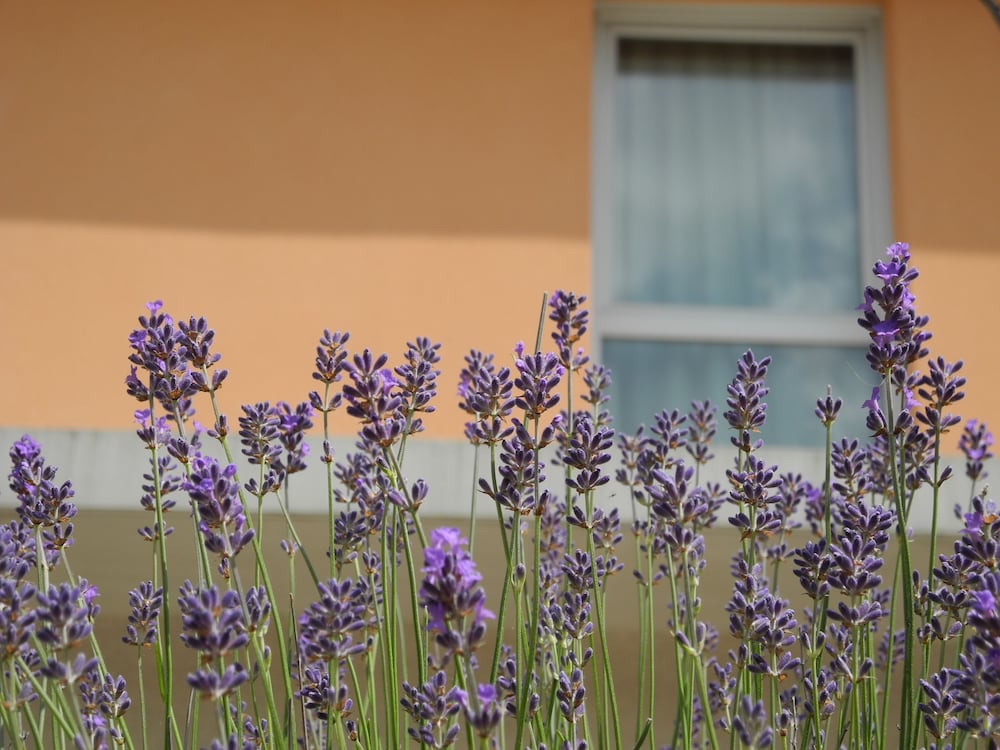 Photo 33