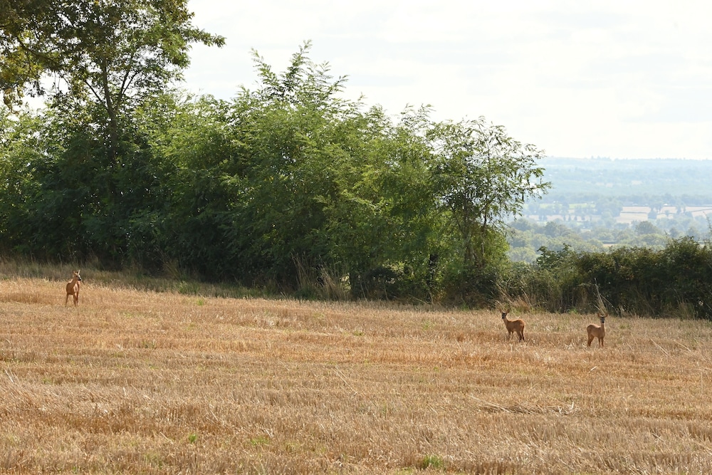 Photo 48