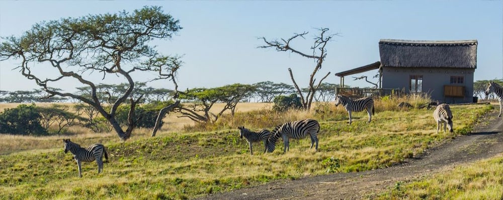 Ukuthula Lodge