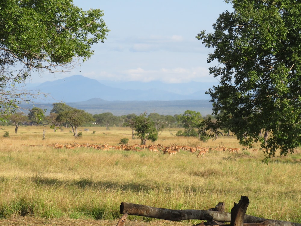 Mikumi Wildlife Camp