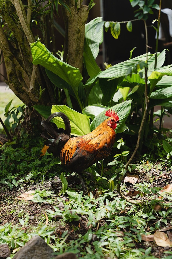 Hawaiian Sanctuary