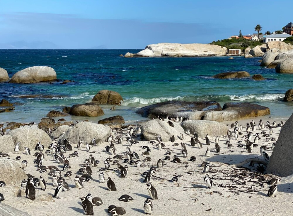 Seascape, Simon's Town