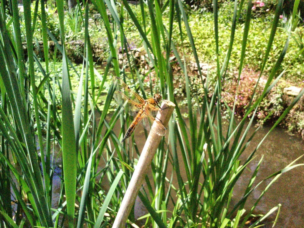 Le jardin de Saint Jean