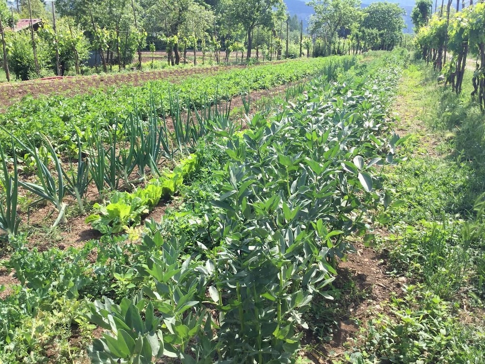 La Fonte