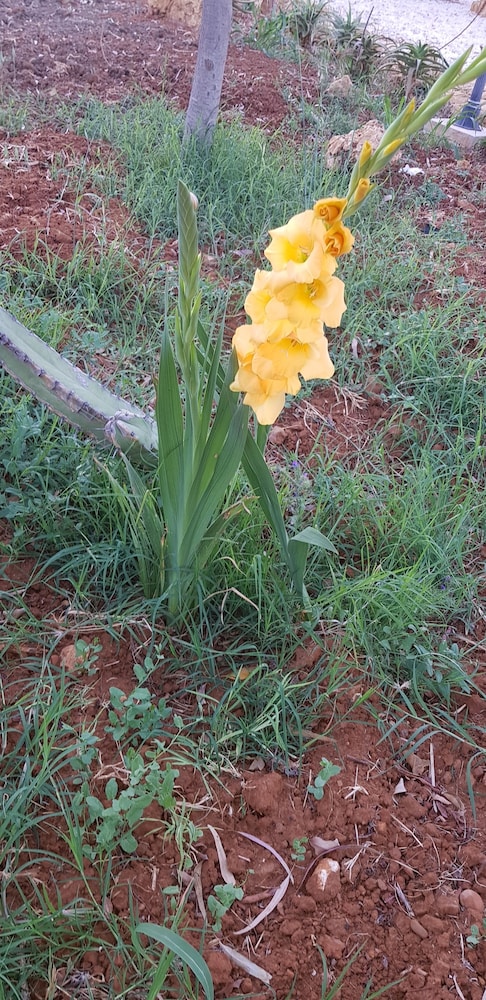 Il Giardino di Afrodite