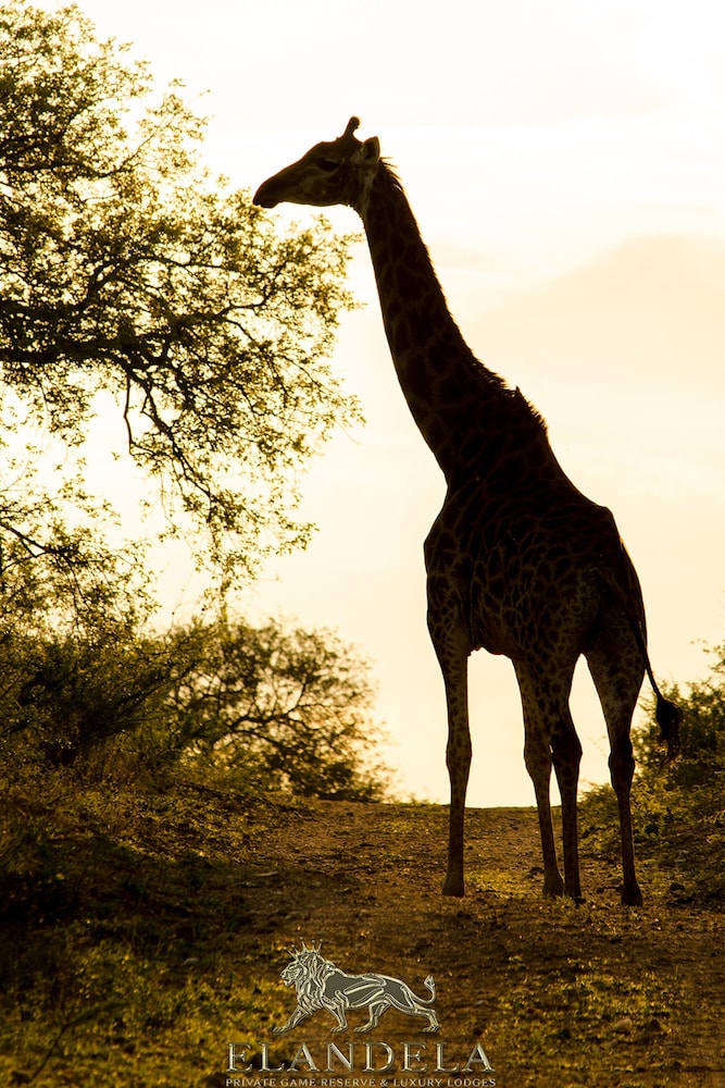 Elandela Private Game Reserve & Luxury Lodge