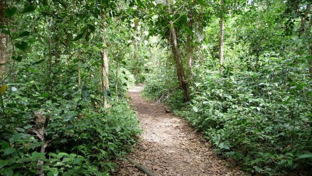 Pachamama Jungle River Lodge