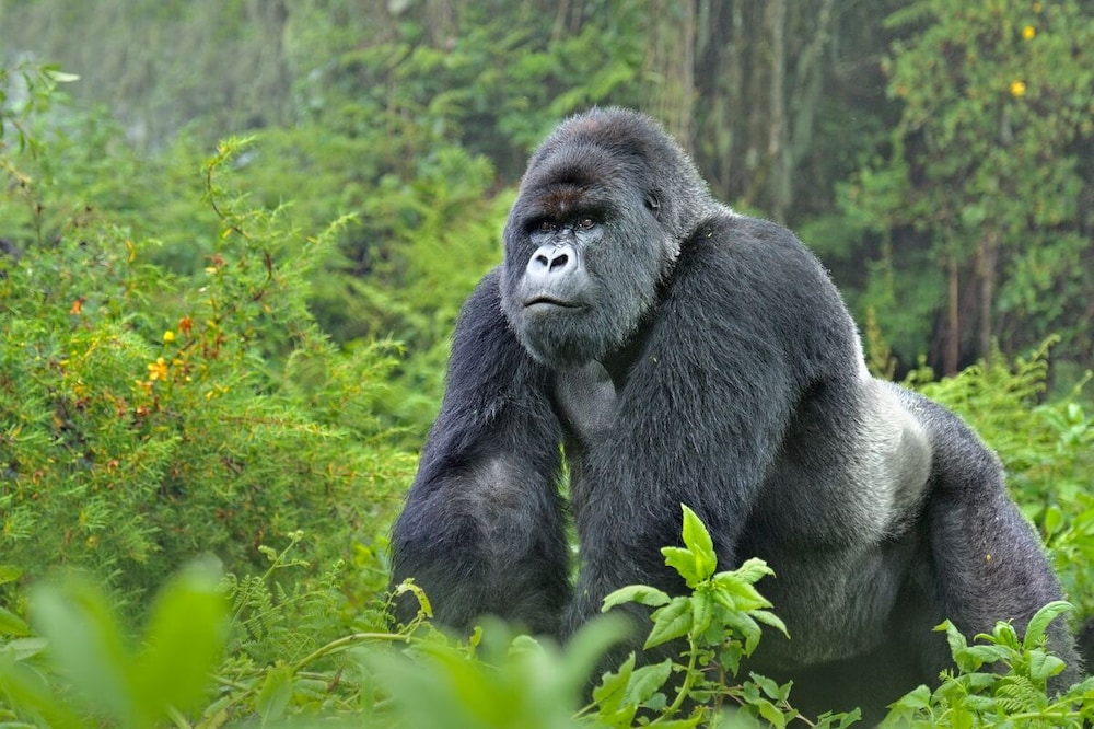 Gorilla Safari Lodge
