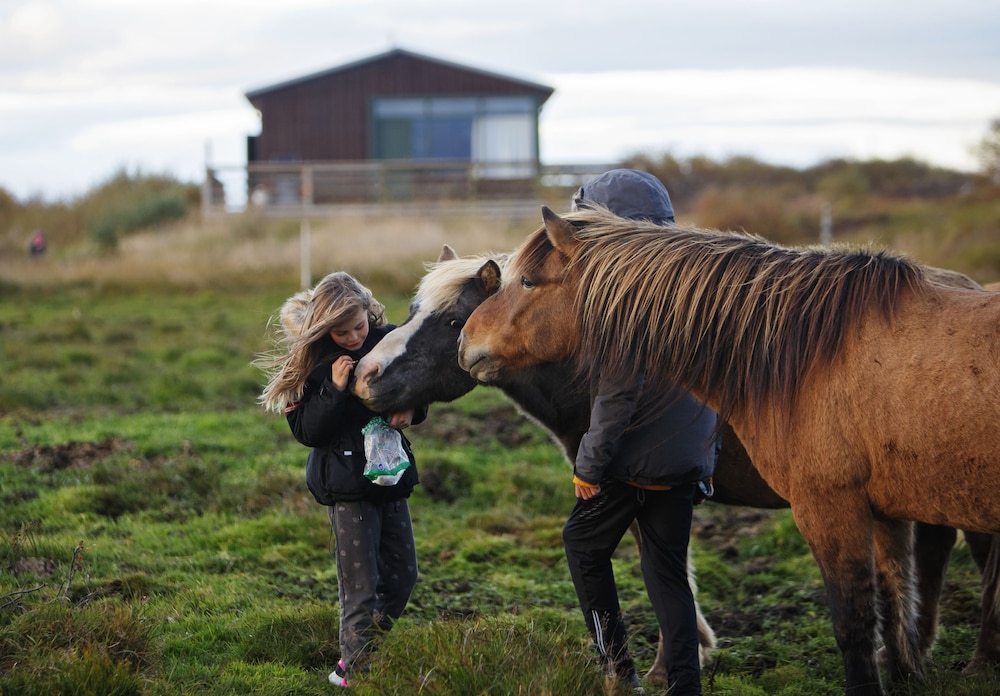 Hestaland Guesthouse Horse Farm Stay