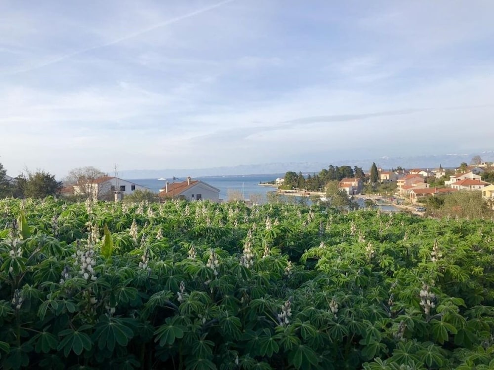 Ružica - 50m From the sea - A2-magnolija view 2