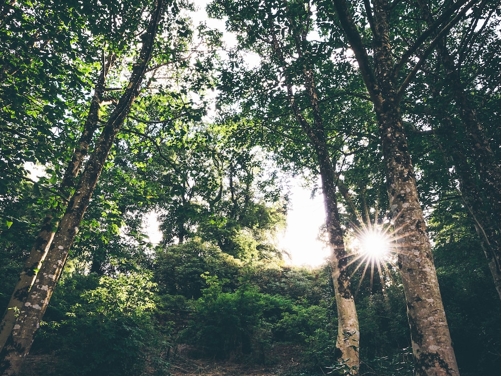 The Forest at Mount Congreve Gardens