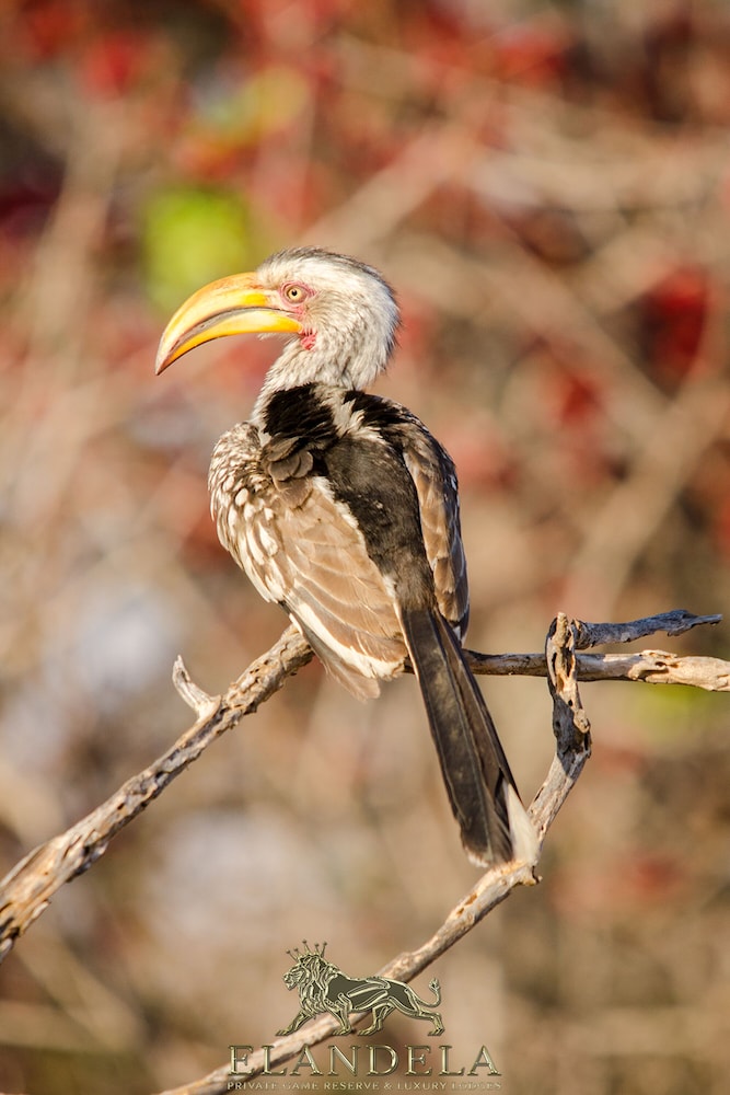 Elandela Private Game Reserve & Luxury Lodge