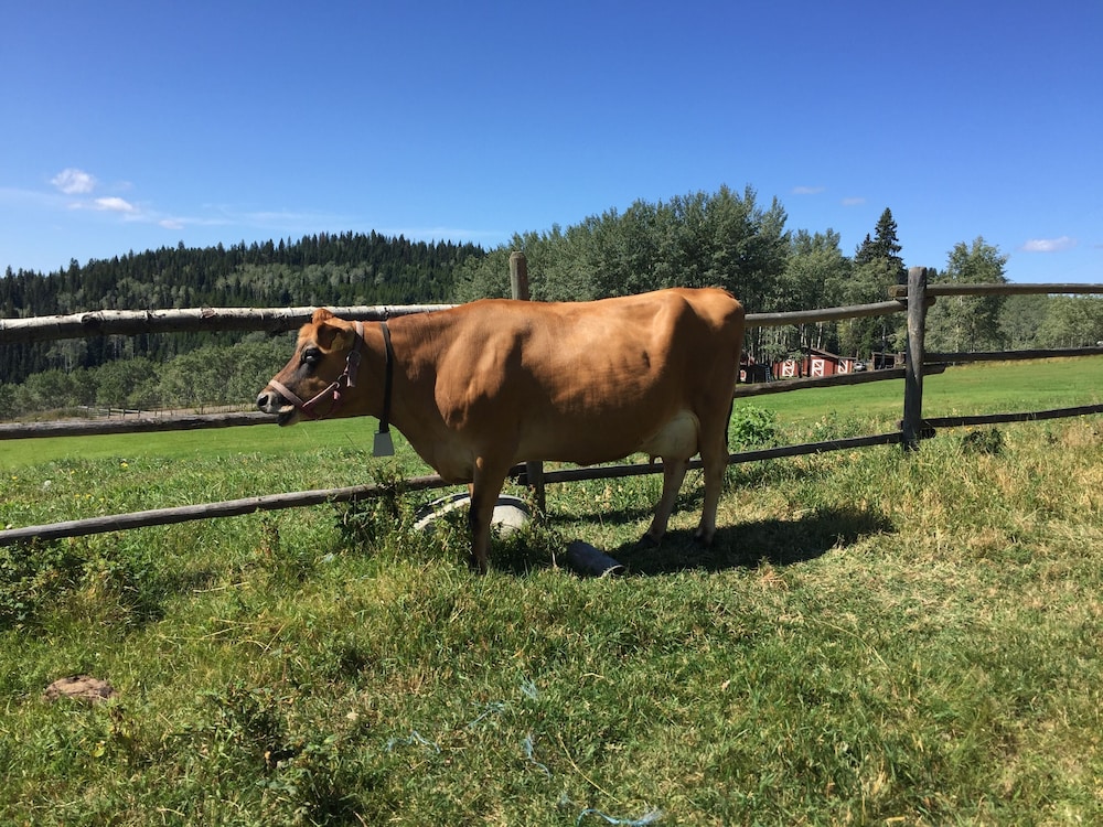 Montana Hill Guest Ranch