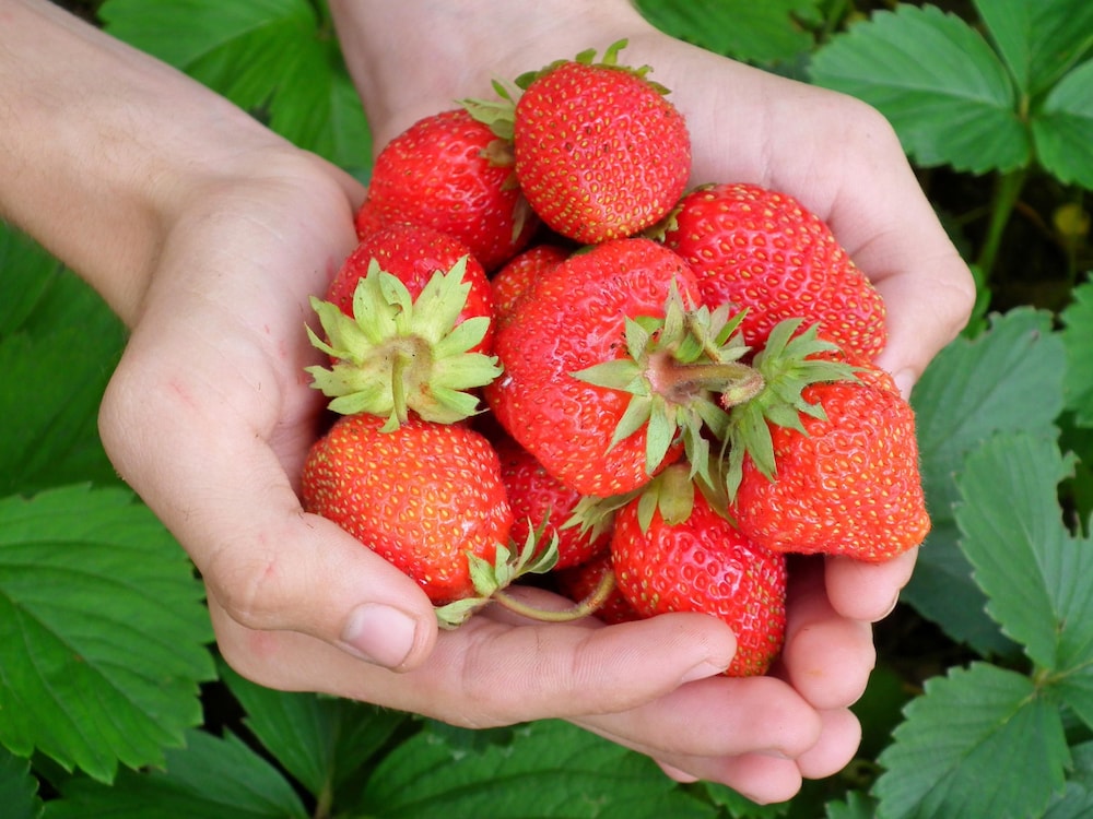 Country Road House and Berries Bed & Breakfast - Farm Stay