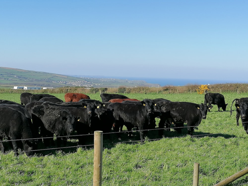 Boscastle View