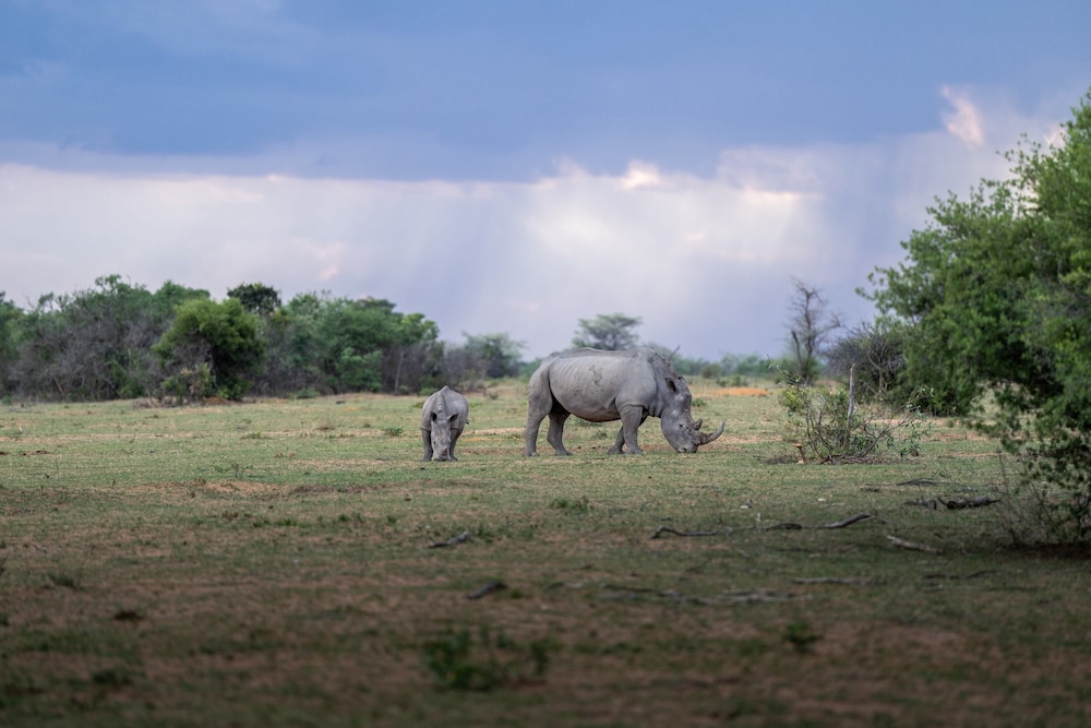 Sediba Luxury Safari Lodge