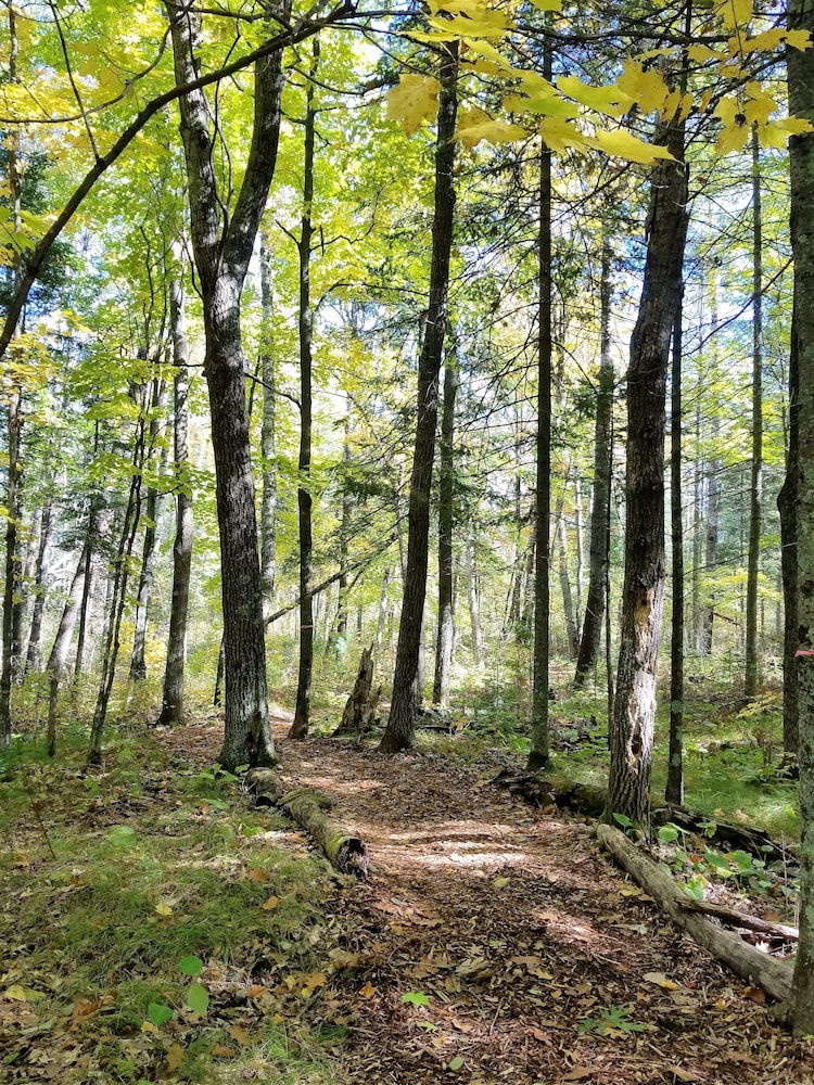 Shire In The Woods