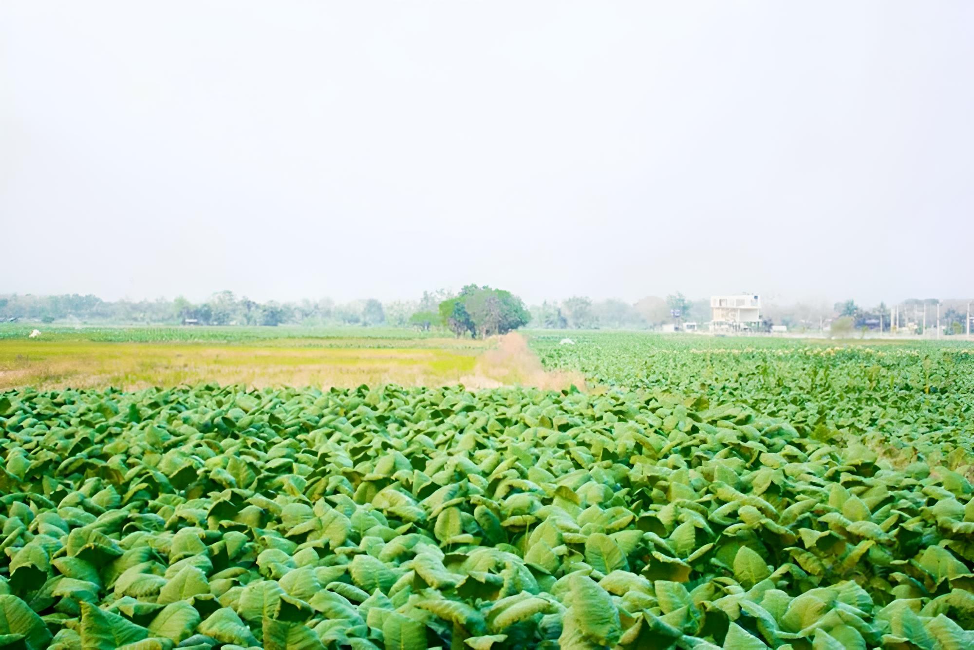 Le Kuna Farm Stay