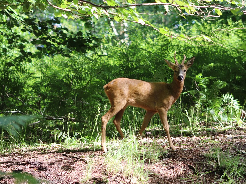 Pheasant Lodge view 3
