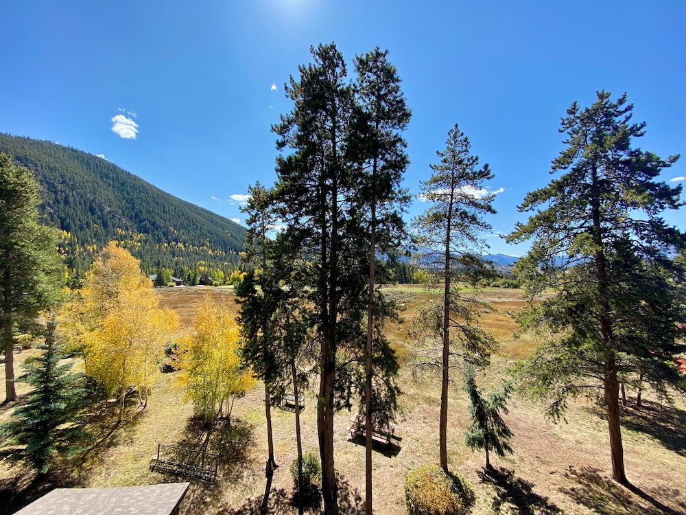 Pines 2169