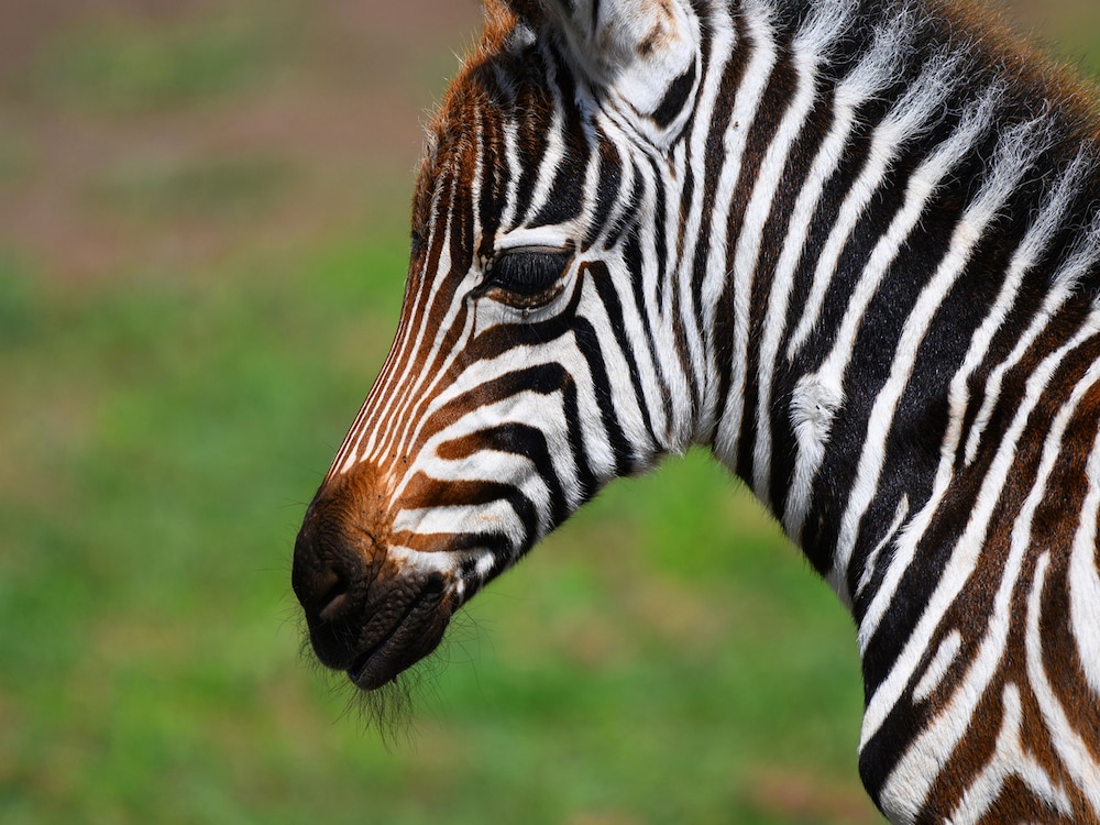 Serengeti Safari Lodge