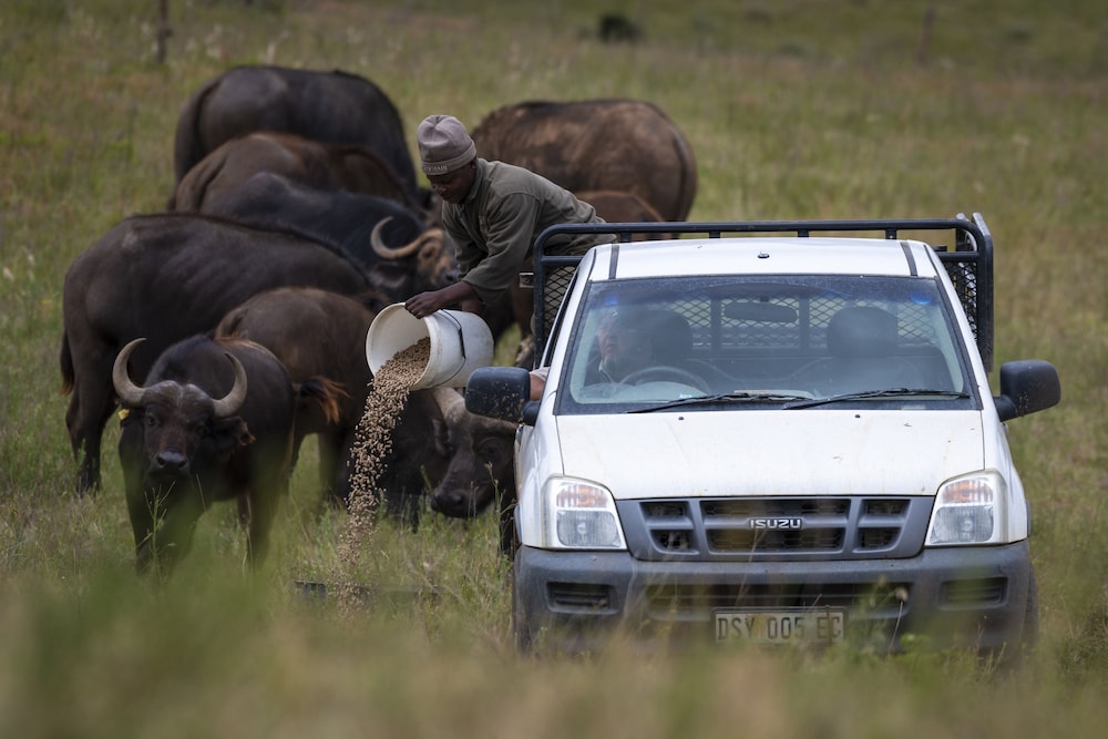 Elephants Lodge - Bellevue Forest Reserve