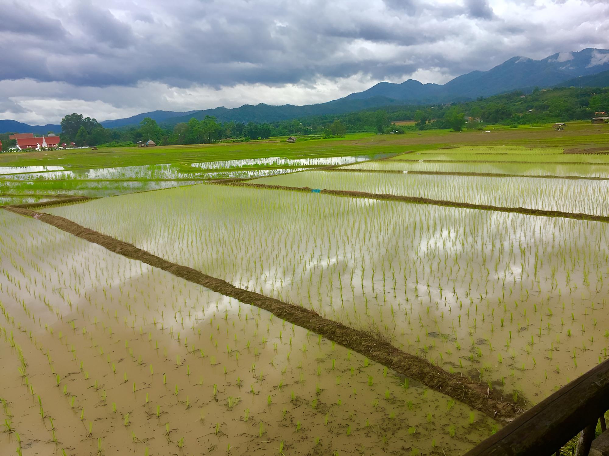 Bueng Pai Farm
