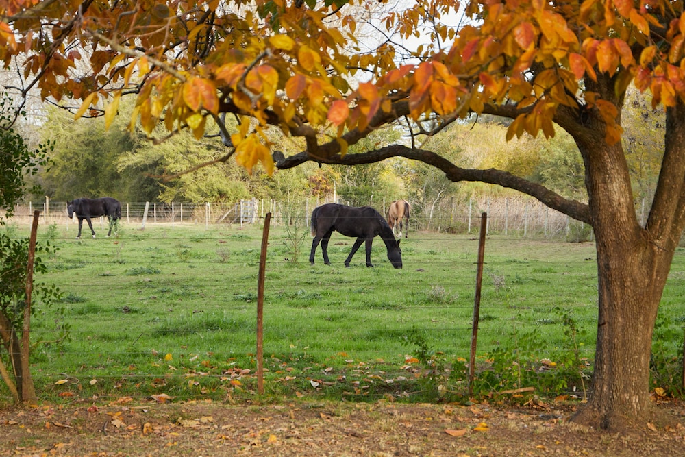 Hestia at San Antonio de Areco