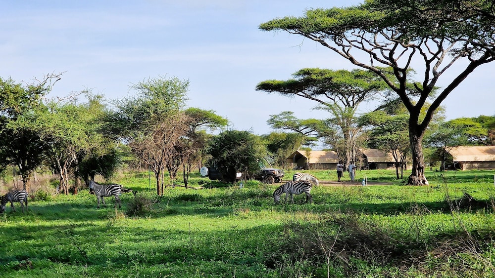 Africa Safari South Serengeti Camping